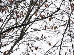 Chrysococcyx lucidus lucidus