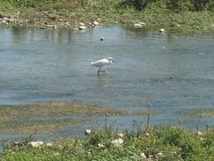 Egretta thula