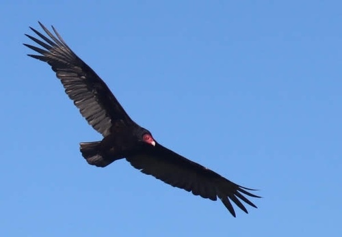 iNaturalist observation photo of Turkey Vulture