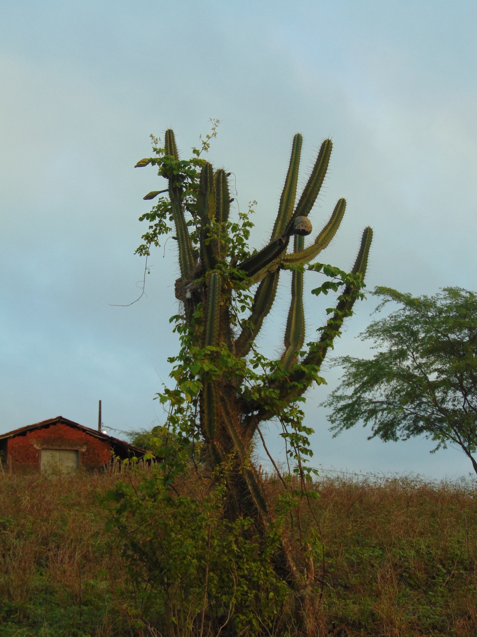 Cereus jamacaru