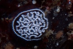 Antiopella longidentata