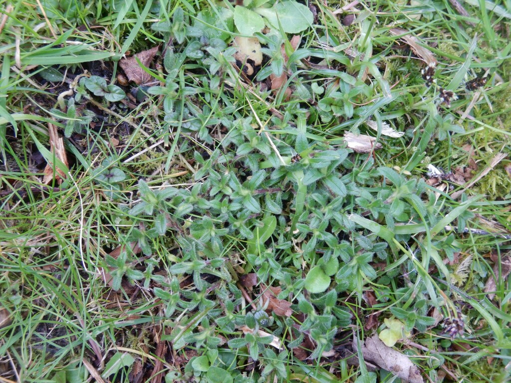 Common mouse-ear chickweed from Ormskirk, UK on March 29, 2024 at 03:28 ...