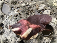 Chondracanthus