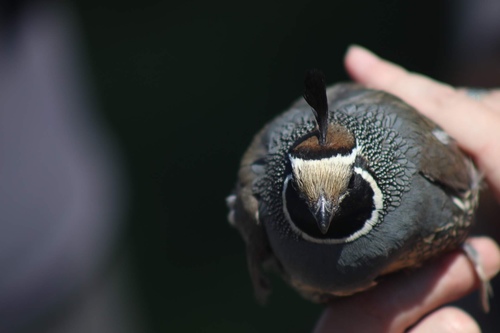 iNaturalist observation photo of California Quail