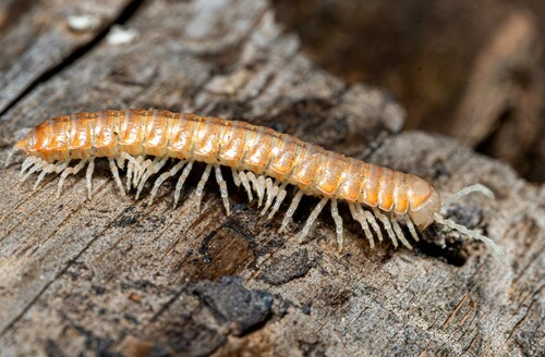 Wamokia hoffmani