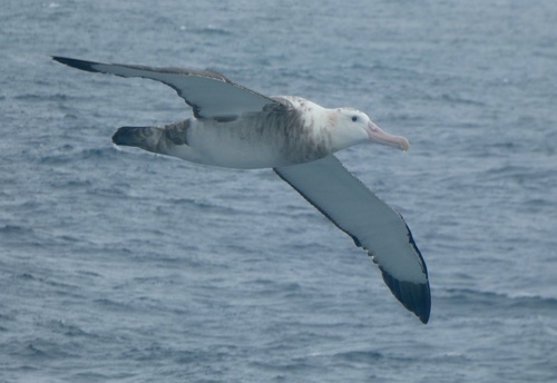 iNaturalist image