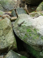 Sphenomorphus incognitus