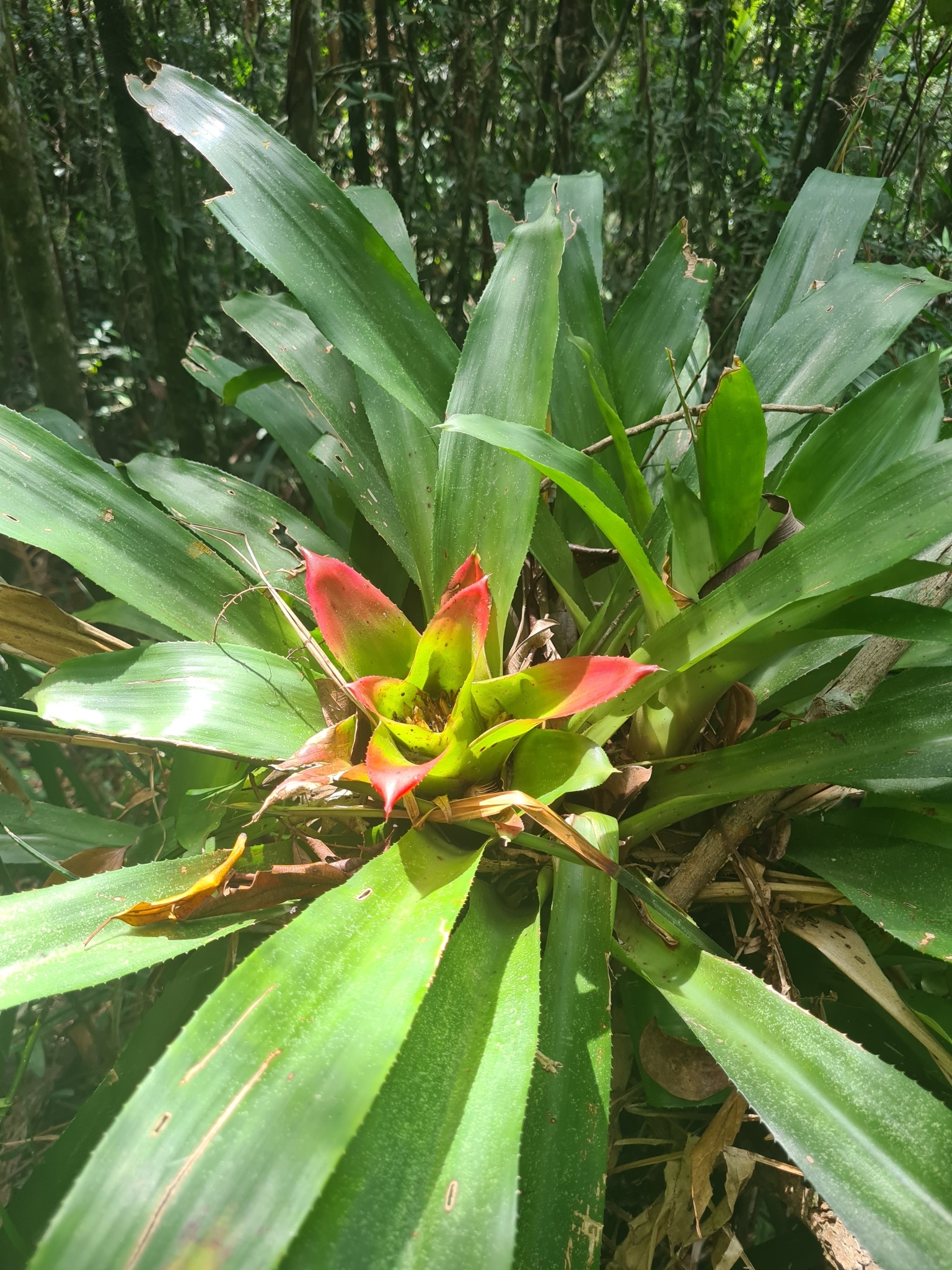 Nidularium innocentii