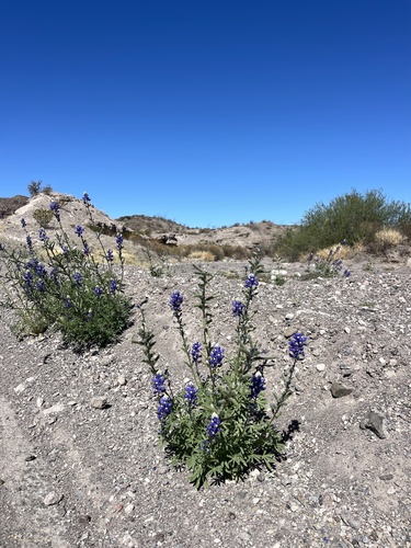 Image of Big Bend Bluebonnet (Lupinus havardii) by (c) Brandon Corder, some rights reserved (CC BY)