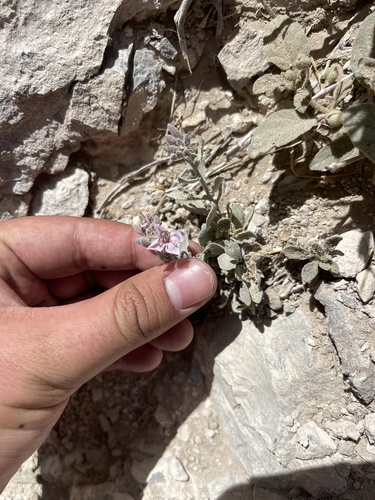 Image of Nerisyrenia camporum by (c) Brandon Corder, some rights reserved (CC BY)
