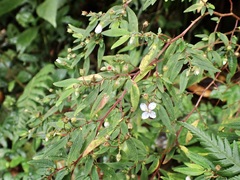 Centradenia inaequilateralis image