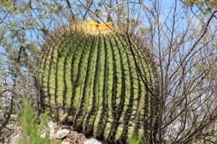 Echinocactus platyacanthus