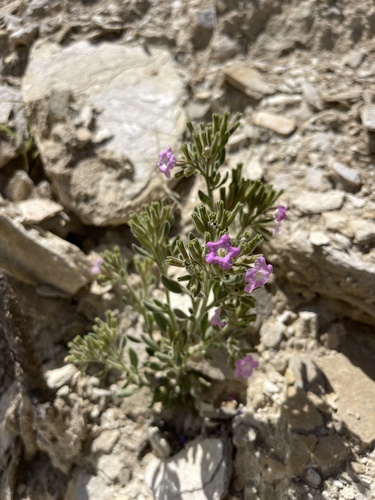 Image of Nama havardii by (c) Brandon Corder, some rights reserved (CC BY)