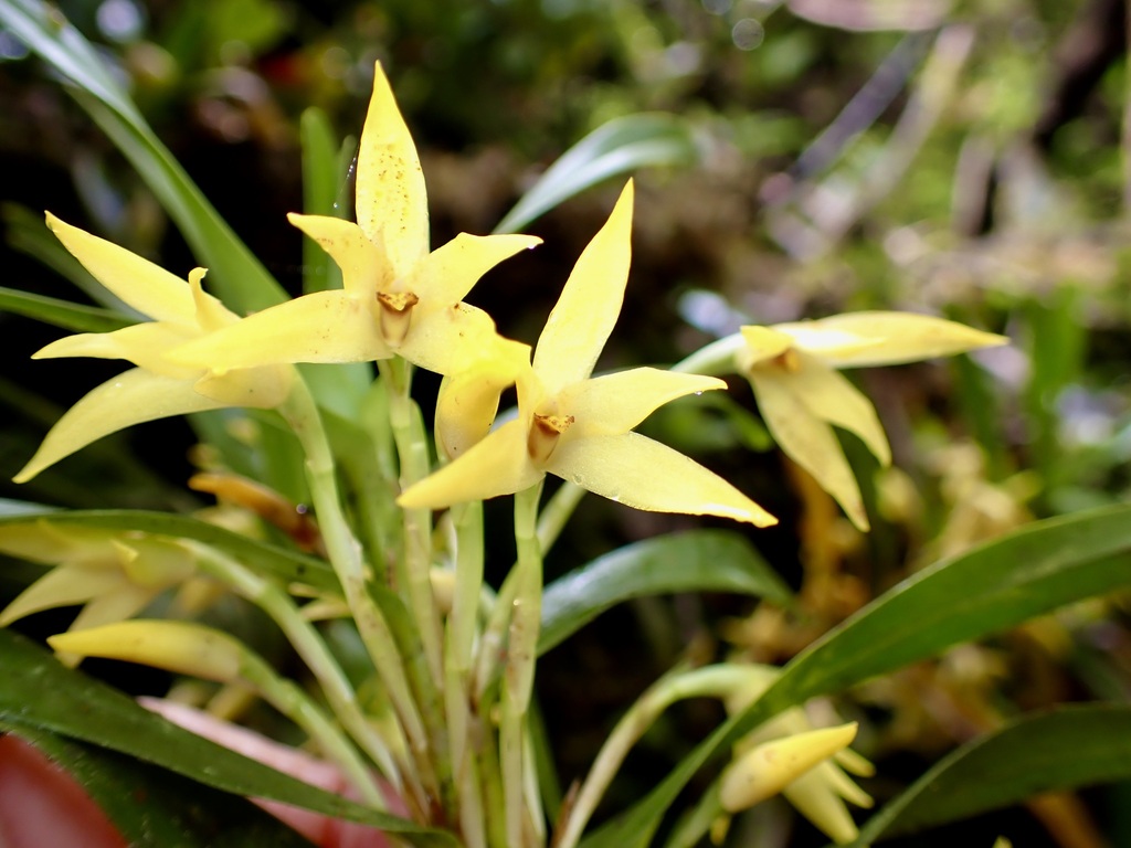 Maxillaria umbratilis
