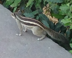 Funambulus pennantii