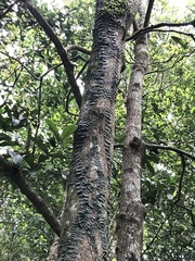 Psychotria serpens