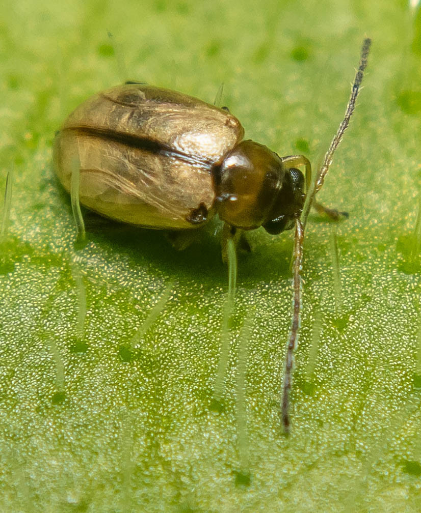 Longitarsus membranaceus