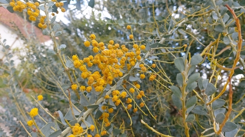 Acacia cultriformis iNat (1)