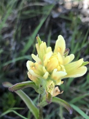 Castilleja affinis neglecta