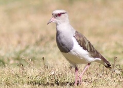 Vanellus resplendens