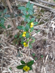 Berberis nantoensis