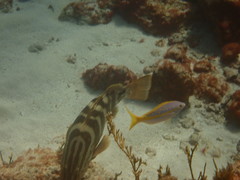 Epinephelus striatus