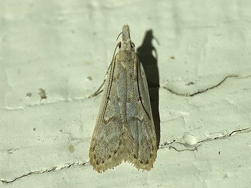 Mariposa dichomeris punctidiscellus e espécies aparentadas