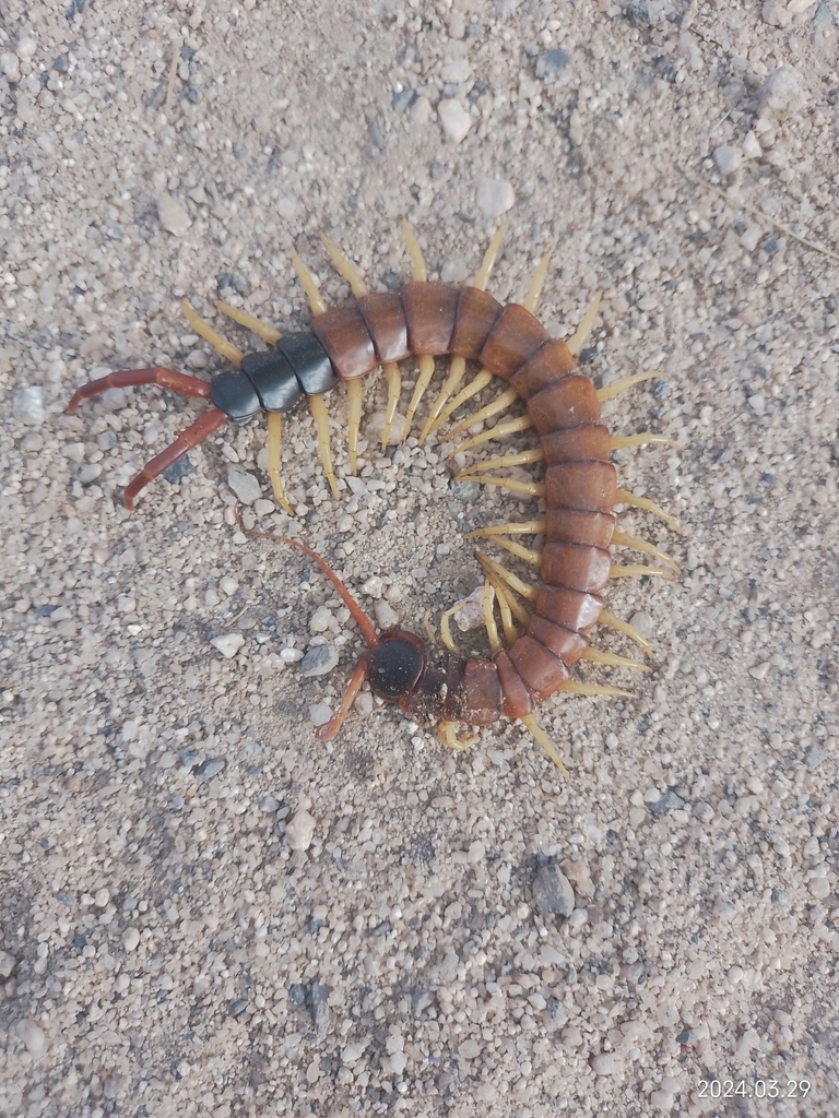 Giant Desert Centipede from 3384+C2 Cueva de Santa Martha, Las Lomas ...