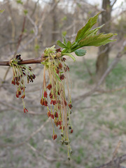 Acer negundo violaceum