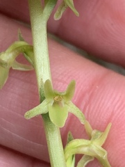 Platanthera cooperi