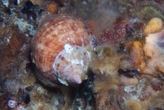 Nucella squamosa