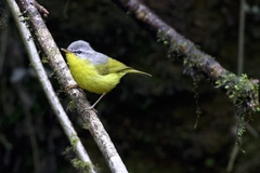 Phylloscopus xanthoschistos