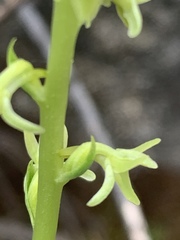Platanthera cooperi
