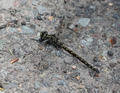 Gomphaeschna furcillata