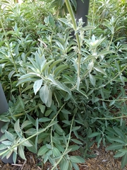 Salvia apiana