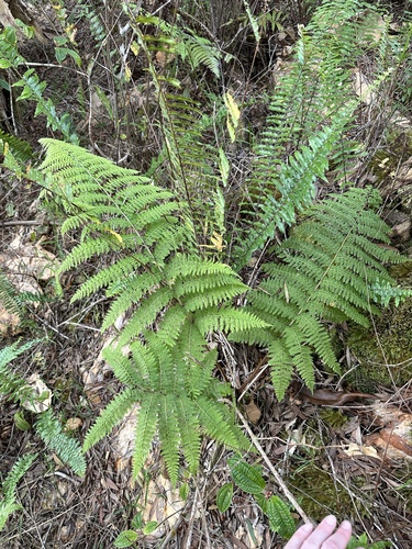 Athyrium microphyllum observed 2024-03-22