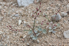 Eriogonum cithariforme