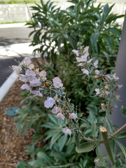 Salvia apiana