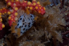 Thecacera pennigera