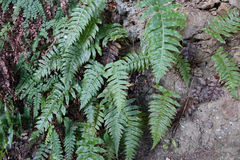 Cranfillia vulcanica