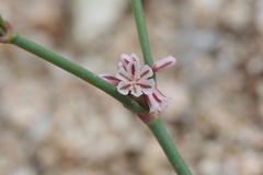 Eriogonum cithariforme