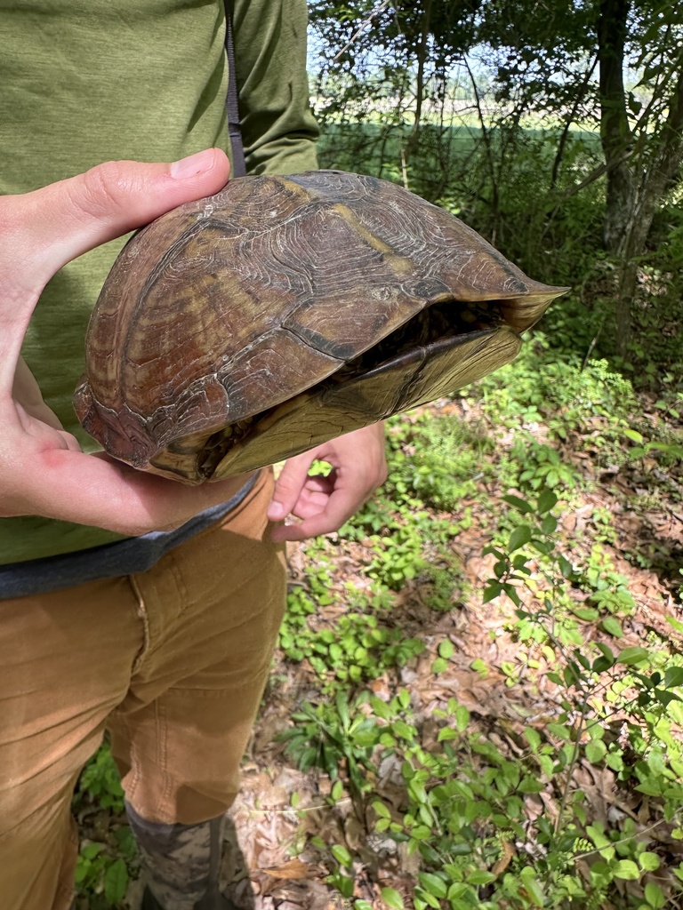 Common Box Turtle in March 2024 by herpgirlalleman. Only one picture ...