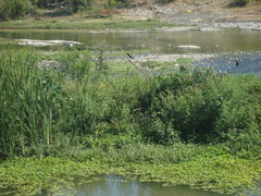 Butorides virescens