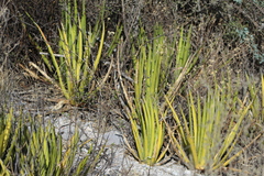 Agave lechuguilla