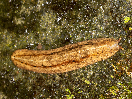 Veronicella cubensis (L.Pfeiffer, 1840)