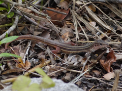 Aspidoscelis angusticeps