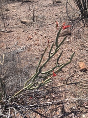 Euphorbia lomelii
