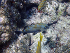 Haemulon carbonarium