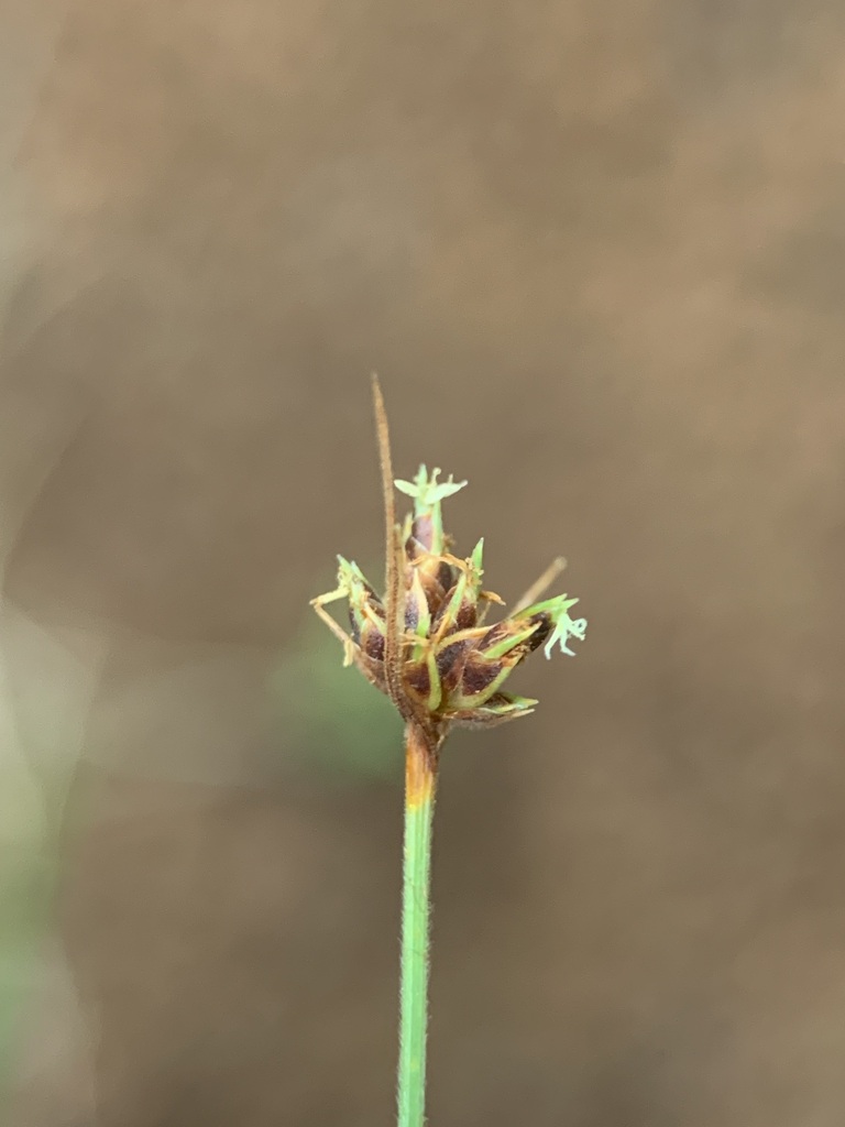 Bulbostylis vestita