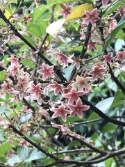 Sterculia lanceolata